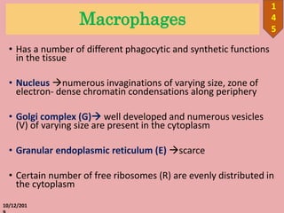 Macrophages
• Has a number of different phagocytic and synthetic functions
in the tissue
• Nucleus numerous invaginations of varying size, zone of
electron‐ dense chromatin condensations along periphery
• Golgi complex (G) well developed and numerous vesicles
(V) of varying size are present in the cytoplasm
• Granular endoplasmic reticulum (E) scarce
• Certain number of free ribosomes (R) are evenly distributed in
the cytoplasm
10/12/201
1
4
5
 