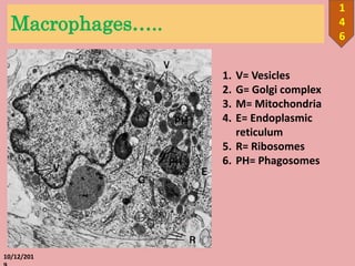 Macrophages…..
10/12/201
1
4
6
1. V= Vesicles
2. G= Golgi complex
3. M= Mitochondria
4. E= Endoplasmic
reticulum
5. R= Ribosomes
6. PH= Phagosomes
 