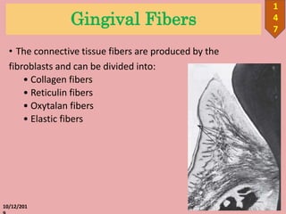 Gingival Fibers
• The connective tissue fibers are produced by the
fibroblasts and can be divided into:
• Collagen fibers
• Reticulin fibers
• Oxytalan fibers
• Elastic fibers
10/12/201
1
4
7
 