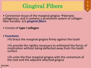 Gingival Fibers
• Connective tissue of the marginal gingiva densely
collagenous, and it contains a prominent system of collagen
fiber bundles k/a gingival fibers
• Consist of type I collagen
• Functions:
>To brace the marginal gingiva firmly against the tooth
>To provide the rigidity necessary to withstand the forces of
mastication without being deflected away from the tooth
surface
>To unite the free marginal gingiva with the cementum of
the root and the adjacent attached gingiva
10/12/201
1
5
2
 