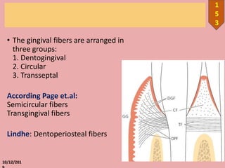• The gingival fibers are arranged in
three groups:
1. Dentogingival
2. Circular
3. Transseptal
According Page et.al:
Semicircular fibers
Transgingival fibers
Lindhe: Dentoperiosteal fibers
10/12/201
1
5
3
 