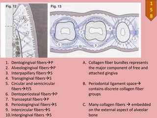 1
5
8
1. Dentogingival fibersP
2. Alveologingival fibersP
3. Interpapillary fibersS
4. Transgingival fibersS
5. Circular and semicircular
fibersP/S
6. Dentoperiosteal fibersP
7. Transseptal fibersP
8. Periostogingival fibersS
9. Intercircular fibersS
10.Intergingival fibers S
A. Collagen fiber bundles represents
the major component of free and
attached gingiva
B. Periodontal ligament space
contains discrete collagen fiber
groups
C. Many collagen fibers  embedded
on the external aspect of alveolar
bone
 