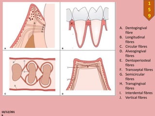 10/12/201
1
5
9
A. Dentogingival
fibre
B. Longitudinal
fibres
C. Circular fibres
D. Alveogingival
fibres
E. Dentoperiosteal
fibres
F. Transseptal fibres
G. Semicircular
fibres
H. Transgingival
fibres
I. Interdental fibres
J. Vertical fibres
 