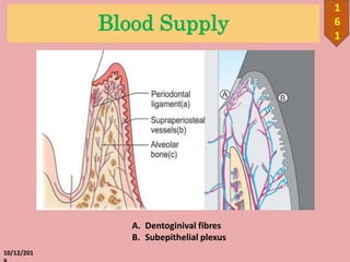 Blood Supply
10/12/201
1
6
1
A. Dentoginival fibres
B. Subepithelial plexus
 