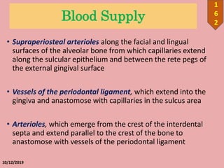 Blood Supply
• Supraperiosteal arterioles along the facial and lingual
surfaces of the alveolar bone from which capillaries extend
along the sulcular epithelium and between the rete pegs of
the external gingival surface
• Vessels of the periodontal ligament, which extend into the
gingiva and anastomose with capillaries in the sulcus area
• Arterioles, which emerge from the crest of the interdental
septa and extend parallel to the crest of the bone to
anastomose with vessels of the periodontal ligament
10/12/2019
1
6
2
 