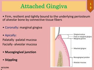 Attached Gingiva
• Firm, resilient and tightly bound to the underlying periosteum
of alveolar bone by connective tissue fibers
• Coronally: marginal gingiva
• Apically:
Palatally -palatal mucosa
Facially -alveolar mucosa
• Mucogingival junction
• Stippling
10/12/201
1
9
 