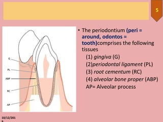 10/12/201
5
• The periodontium (peri =
around, odontos =
tooth)comprises the following
tissues
(1) gingiva (G)
(2)periodontal ligament (PL)
(3) root cementum (RC)
(4) alveolar bone proper (ABP)
AP= Alveolar process
 