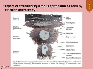 • Layers of stratified squamous epithelium as seen by
electron microscopy
10/12/201
7
7
 