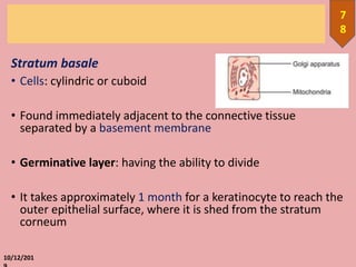 Stratum basale
• Cells: cylindric or cuboid
• Found immediately adjacent to the connective tissue
separated by a basement membrane
• Germinative layer: having the ability to divide
• It takes approximately 1 month for a keratinocyte to reach the
outer epithelial surface, where it is shed from the stratum
corneum
10/12/201
7
8
 
