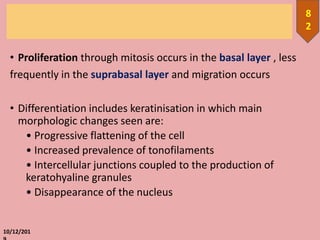 • Proliferation through mitosis occurs in the basal layer , less
frequently in the suprabasal layer and migration occurs
• Differentiation includes keratinisation in which main
morphologic changes seen are:
• Progressive flattening of the cell
• Increased prevalence of tonofilaments
• Intercellular junctions coupled to the production of
keratohyaline granules
• Disappearance of the nucleus
10/12/201
8
2
 