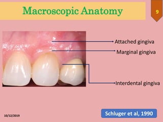 10/12/2019
9Macroscopic Anatomy
Interdental gingiva
Marginal gingiva
Attached gingiva
Schluger et al, 1990
 