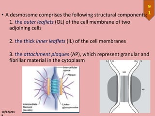 • A desmosome comprises the following structural components:
1. the outer leaflets (OL) of the cell membrane of two
adjoining cells
2. the thick inner leaflets (IL) of the cell membranes
3. the attachment plaques (AP), which represent granular and
fibrillar material in the cytoplasm
10/12/201
9
1
 