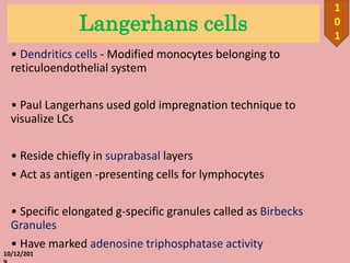Langerhans cells
• Dendritics cells - Modified monocytes belonging to
reticuloendothelial system
• Paul Langerhans used gold impregnation technique to
visualize LCs
• Reside chiefly in suprabasal layers
• Act as antigen -presenting cells for lymphocytes
• Specific elongated g-specific granules called as Birbecks
Granules
• Have marked adenosine triphosphatase activity
10/12/201
1
0
1
 