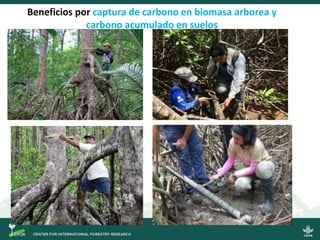 Beneficios por captura de carbono en biomasa arborea y
carbono acumulado en suelos
 