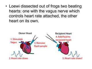 • Loewi dissected out of frogs two beating
hearts: one with the vagus nerve which
controls heart rate attached, the other
heart on its own.
 