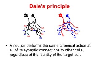 Dale's principle
• A neuron performs the same chemical action at
all of its synaptic connections to other cells,
regardless of the identity of the target cell.
 