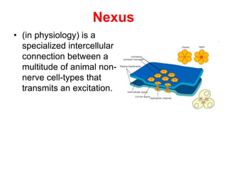 Nexus
• (in physiology) is a
specialized intercellular
connection between a
multitude of animal non-
nerve cell-types that
transmits an excitation.
 