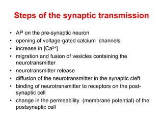 Steps of the synaptic transmission
• AP on the pre-synaptic neuron
• opening of voltage-gated calcium channels
• increase in [Ca2+]
• migration and fusion of vesicles containing the
neurotransmitter
• neurotransmitter release
• diffusion of the neurotransmitter in the synaptic cleft
• binding of neurotransmitter to receptors on the post-
synaptic cell
• change in the permeability (membrane potential) of the
postsynaptic cell
 