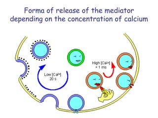 Forma of release of the mediator
depending on the concentration of calcium
 