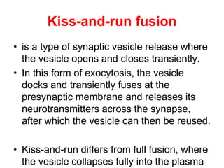 Kiss-and-run fusion
• is a type of synaptic vesicle release where
the vesicle opens and closes transiently.
• In this form of exocytosis, the vesicle
docks and transiently fuses at the
presynaptic membrane and releases its
neurotransmitters across the synapse,
after which the vesicle can then be reused.
• Kiss-and-run differs from full fusion, where
the vesicle collapses fully into the plasma
 