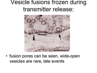 Vesicle fusions frozen during
transmitter release:
• fusion pores can be seen, wide-open
vesicles are rare, late events
 