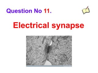 Electrical synapse
Question No 11.
 