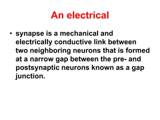An electrical
• synapse is a mechanical and
electrically conductive link between
two neighboring neurons that is formed
at a narrow gap between the pre- and
postsynaptic neurons known as a gap
junction.
 