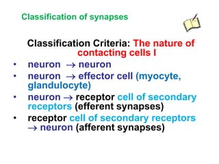 Classification of synapses
Classification Criteria: The nature of
contacting cells I
• neuron  neuron
• neuron  effector cell (myocyte,
glandulocyte)
• neuron  receptor cell of secondary
receptors (efferent synapses)
• receptor cell of secondary receptors
 neuron (afferent synapses)
 