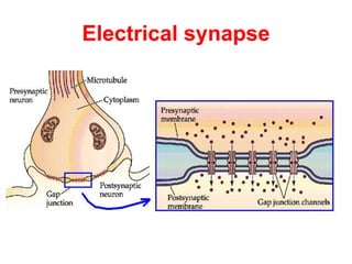 Electrical synapse
 