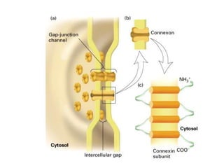 2.4.lecture 4- synapses 