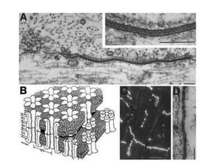 2.4.lecture 4- synapses 