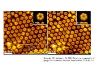 2.4.lecture 4- synapses 