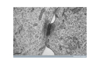 2.4.lecture 4- synapses 