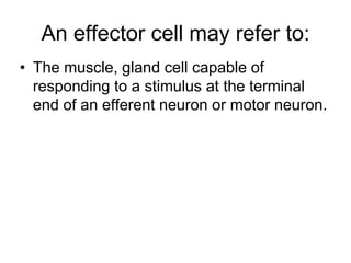 An effector cell may refer to:
• The muscle, gland cell capable of
responding to a stimulus at the terminal
end of an efferent neuron or motor neuron.
 