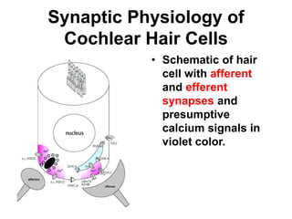 Synaptic Physiology of
Cochlear Hair Cells
• Schematic of hair
cell with afferent
and efferent
synapses and
presumptive
calcium signals in
violet color.
 