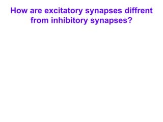 How are excitatory synapses diffrent
from inhibitory synapses?
 