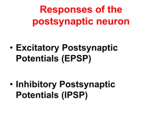 Responses of the
postsynaptic neuron
• Excitatory Postsynaptic
Potentials (EPSP)
• Inhibitory Postsynaptic
Potentials (IPSP)
 