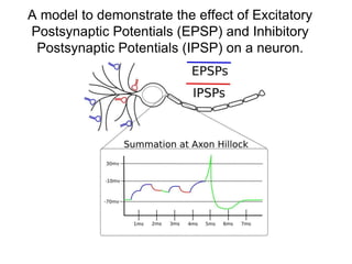A model to demonstrate the effect of Excitatory
Postsynaptic Potentials (EPSP) and Inhibitory
Postsynaptic Potentials (IPSP) on a neuron.
 