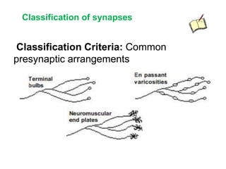 Classification of synapses
Classification Criteria: Common
presynaptic arrangements
 