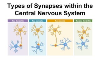 Types of Synapses within the
Central Nervous System
 