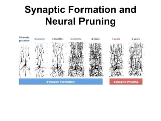 Synaptic Formation and
Neural Pruning
 