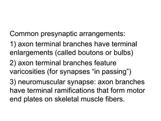 Common presynaptic arrangements:
1) axon terminal branches have terminal
enlargements (called boutons or bulbs)
2) axon terminal branches feature
varicosities (for synapses “in passing”)
3) neuromuscular synapse: axon branches
have terminal ramifications that form motor
end plates on skeletal muscle fibers.
 