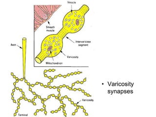 • Varicosity
synapses
 