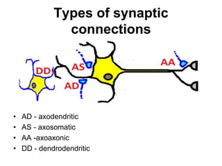Types of synaptic
connections
• AD - axodendritic
• AS - axosomatic
• AA -axoaxonic
• DD - dendrodendritic
 
