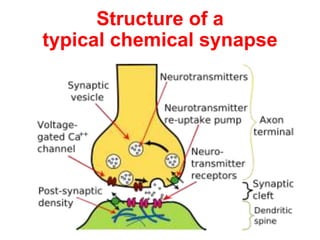 Structure of a
typical chemical synapse
 
