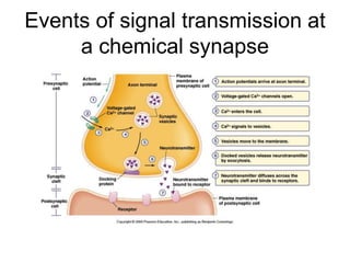 Events of signal transmission at
a chemical synapse
 