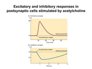 Excitatory and inhibitory responses in
postsynaptic cells stimulated by acetylcholine
 