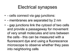 Electrical synapses
• - cells connect via gap junctions:
• - membranes are separated by 2 nm
• - gap junctions link the cytosol of two cells
and provide a passageway for movement
of very small molecules and ions between
the cells - this can be measured with a
fluorescent dye and using a fluorescence
microscope to observe whether they pass
into neighboring cells
 
