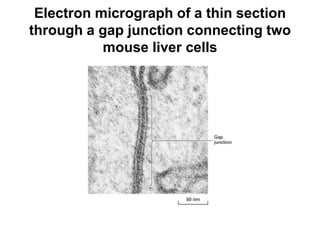 Electron micrograph of a thin section
through a gap junction connecting two
mouse liver cells
 