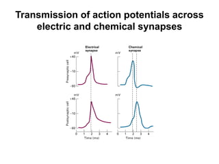 Transmission of action potentials across
electric and chemical synapses
 